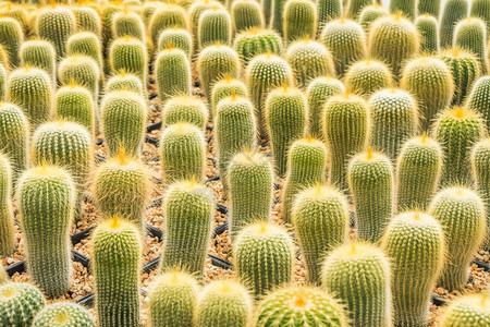 Cactus和纹理或复制空间在锅中用于种植的多仙人掌变排列在行的选择和软焦点柔的粉色质地图片