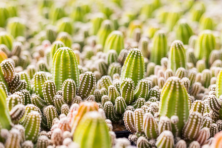 美丽的质地柔软Cactus和纹理或复制空间在锅中用于种植的多仙人掌变排列在行的选择和软焦点图片