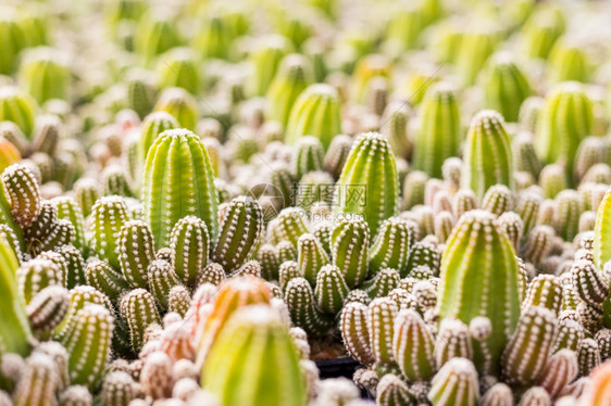 美丽的质地柔软Cactus和纹理或复制空间在锅中用于种植的多仙人掌变排列在行的选择和软焦点图片