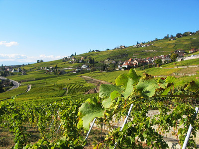 日内瓦风景优美瑞士Lavaux地区著名的葡萄园托斯卡纳图片