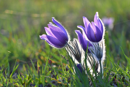 季节细春花美丽的鲜和阳光有着天然色彩的本背景普尔萨奇拉巨人紫色的图片