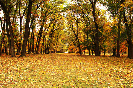秋天树林旁的行人道路图片