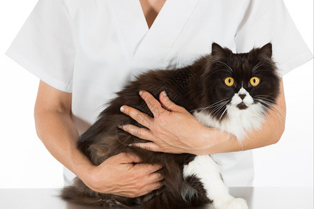 兽医给小猫听诊看病图片