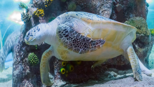 礁石在海洋中游泳的龟洋生物封闭动肖像近距离关闭动物肖像对峙图片