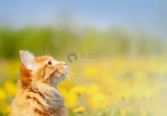 黄色花海里的猫咪图片