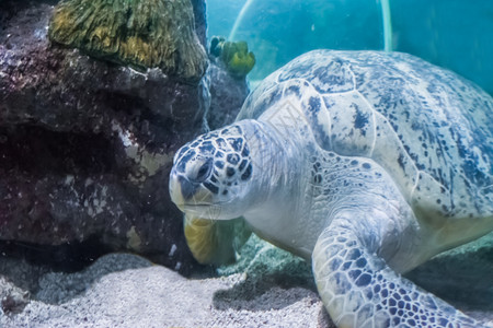 自然水肺迈达斯绿海龟或对头近距离游泳的美丽海洋生物肖像图片