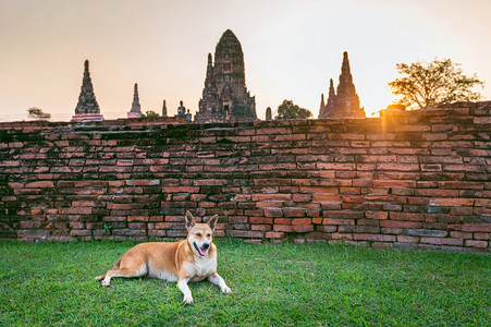 玛哈泰Ayutthaya历史公园的狗泰国WatChaiwatthanaram佛寺亚洲人图片