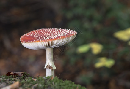 德国自然中的毒蝇伞或飞木耳真菌食用瓦帕克魔法图片