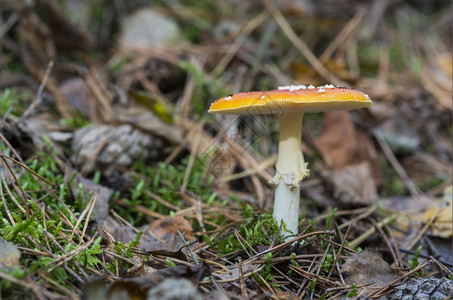 德国自然中的毒蝇伞或飞木耳真菌旅行伞催产素图片