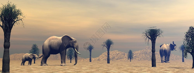 兽猴面包树单身的两头成年大象和在热带草原的芭目蛇之间有一点站立由云状清晨光遮蔽在热带草原3D转化成的大象图片