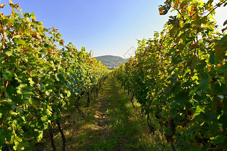 黄色的葡萄园中美丽天然色彩多背景与葡萄酒场地太阳图片