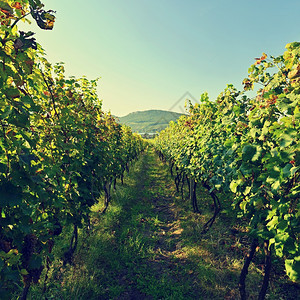 秋天纳帕葡萄园中的美丽天然色彩多背景与葡萄酒农业图片