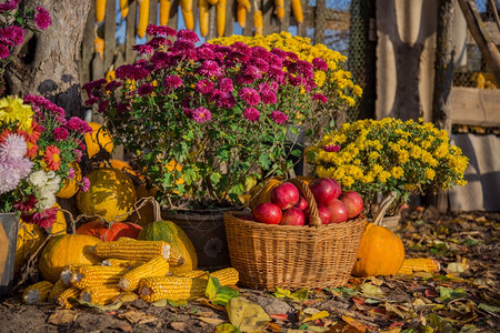 十月菊花南瓜柳条篮中的苹果陶瓷盆花园中的组合物户外秋季组合物菊花户外的秋季组合物木制的新鲜图片