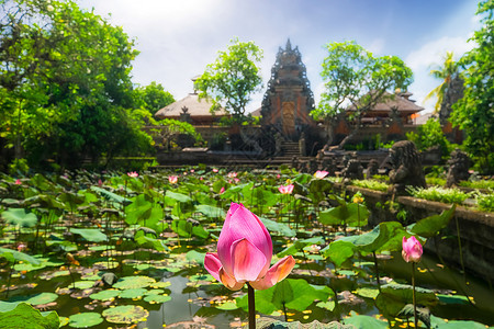 天空和谐信仰印度尼西亚巴厘岛乌布德PuraSaraswati印度教寺庙附近用莲花绘制的令人惊异池塘景象图片