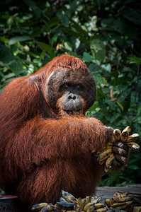橙猴印度尼西亚婆罗洲带香蕉的红毛猩印度尼西亚婆罗洲加里曼丹戎普廷公园带香蕉的红毛猩分支图片