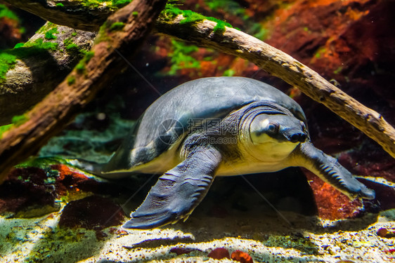 美丽的热带一只在水下游泳的猪鼻海龟漂亮近身来自澳大利亚的濒危动物种新的图片