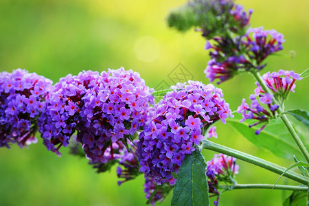 植物群闪发光的蝴蝶宝BuddlejaDavidii吸食蜂蜜的蝴蝶春天梦图片