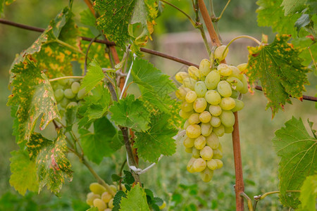 收获时的葡萄藤花园里成熟的葡萄有机水果的种植花园里成熟的葡萄农业食物意大利语图片