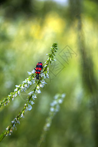 美丽的小虫子坐在微妙的花朵上闪亮背景垂直视图荒野昆虫春天图片