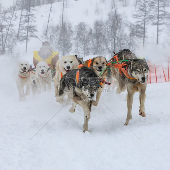 美丽的有趣运输她躲在雪橇后面的里在冬季上跑狗图片