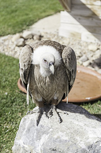 动物园中的秃鹫野鸟详细描述的猎鹰展示保护非洲野生动物图片