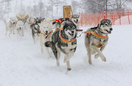 她躲在雪橇后面的里在冬季上跑狗马具运输竞赛图片