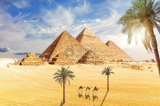 贝都因人地标文化埃及开罗吉萨的棕榈骆驼和著名的金字塔图片