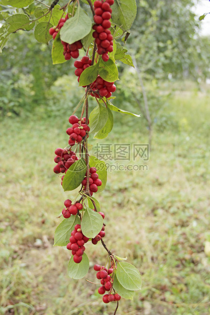 营养红五味子枝条成熟五味子有用植物作红五味子垂直挂在绿枝上五味子植物枝上果实五味子韩国红枝条上果实饮食绿色图片