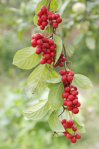 农业红五味子枝成熟簇红垂直挂在绿枝上五味子植物枝上果实五味子韩国红植物枝上果实自然人图片