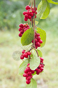 新鲜的健康红五味子枝成熟簇红垂直挂在绿枝上五味子植物枝上果实五味子韩国红植物枝上果实绞刑图片