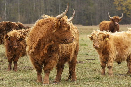 石南花公牛野生动物高原群和小秋天在草场前方有大奶牛和黄姜色的大图片