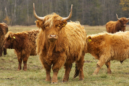 石南花高原牛群和小秋天在草场前方有大奶牛和黄姜色的大头发有角图片