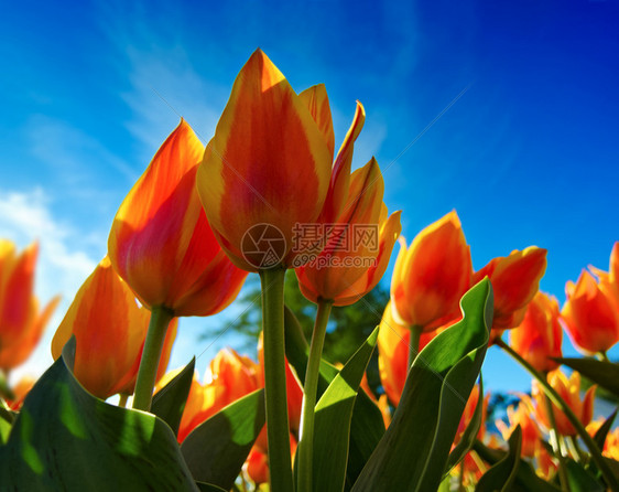 荷兰语花的床植物上橙色郁金香和花朵中的橙色郁金树花床低角视图背景的明蓝天空盛开图片