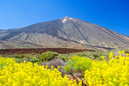 西班牙特内里费岛地平原上黄花的提德火山峰结石环境岛屿图片