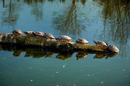 水生海龟坐在线上自然安全鳖图片