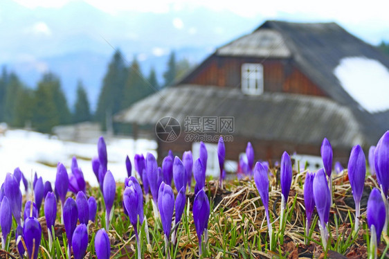 植物群高山蓝色的喀尔巴阡山村有多彩的春季花朵在有着盛开的鳄子田地喀尔巴阡山村充满盛开的鳕鱼田富色彩春季花草地背景上的农村房子Cr图片