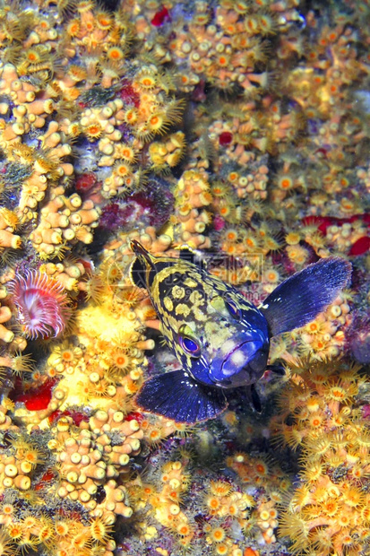 生态系统暗石斑鱼EpinephelusmarginatusCaboCopePuntasdelCalnegre自然公园地中海穆尔西图片