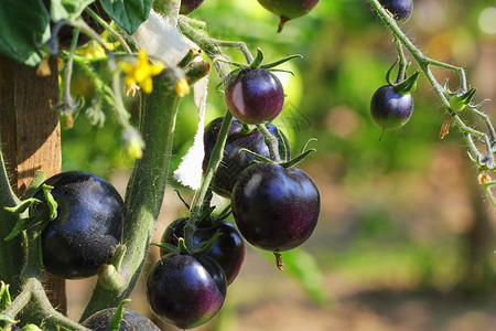 农场在花园的树枝上黑番茄加红抗氧化剂有机的图片