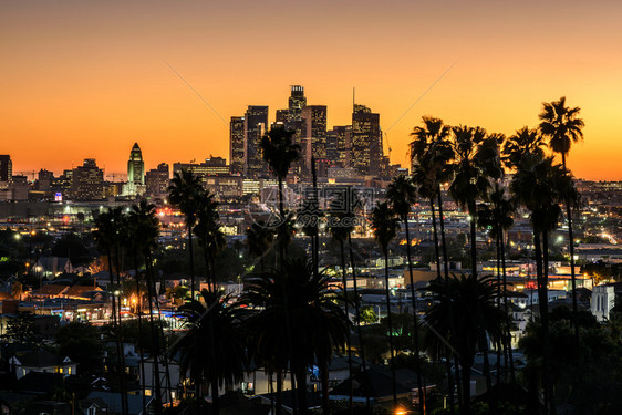 景观美丽的夕阳穿过棕榈树加州洛杉矶拉斯图片