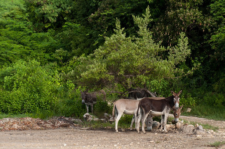 树安提瓜加勒比乡村野生物景观中的美丽驴子安提瓜加勒比非洲人草地图片