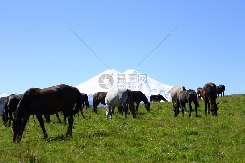 高加索风景优美冷静的夏季秋天考克斯草地上马图片