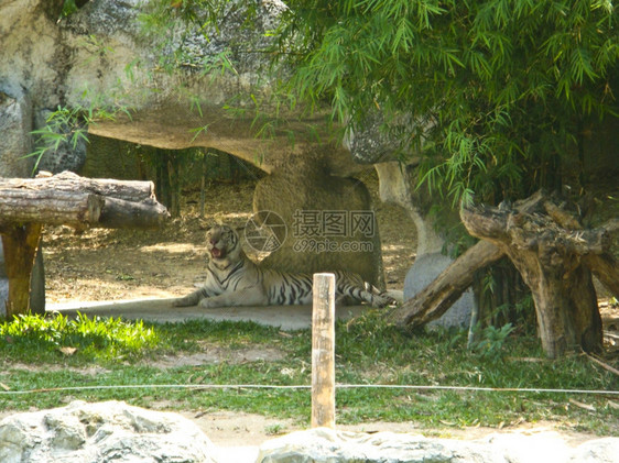 动物园岩石上的白老虎栖息地猫科动物图片