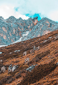 野生动物查莫瓦鲁皮卡普拉立比在岩石山上背景森林喇叭高山图片