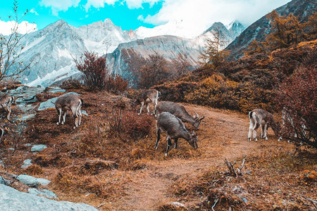 查莫瓦鲁皮卡普拉立比在岩石山上森林背景高山麂皮天堂图片