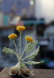 编织的黄花根茎缠在卵石上图片