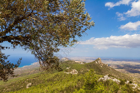 历史从塞浦路斯岛坎塔拉地区的Pentadaktylos山的全景和海在橄榄树的枝后面蓝色美丽图片