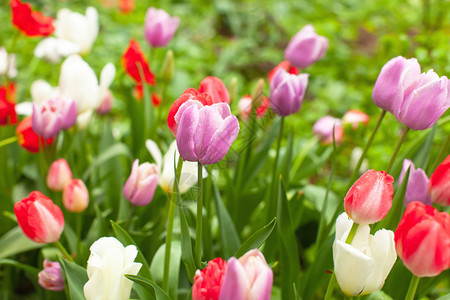 颜色春天雨滴在花朵上闪发光之后公园花棚中美丽的多色彩郁金香在花朵上闪亮的雨滴里粉色图片