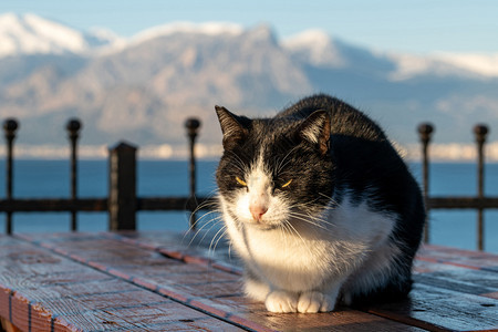 黑猫图片