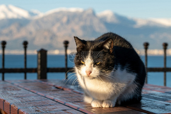 黑猫图片