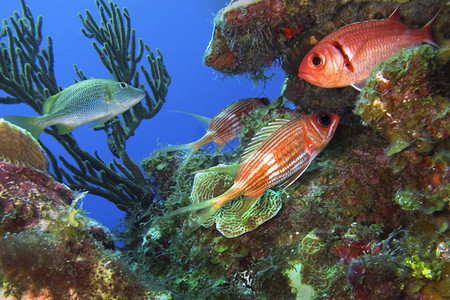荒野LongspineSquirrelfishHolocentrusrufus珊瑚礁加勒比海PlayaGiron古巴美国环境的鲁图片